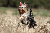 YORKSHIRE TERRIER 244